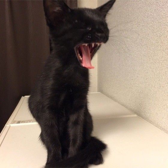 あくびする猫