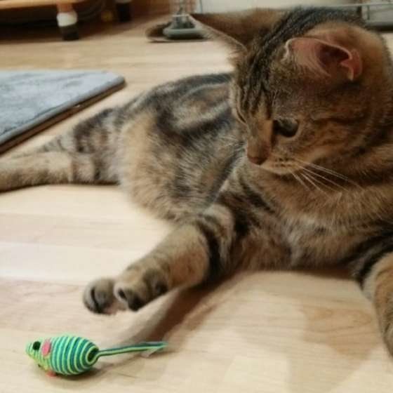 ねこじゃらしに夢中