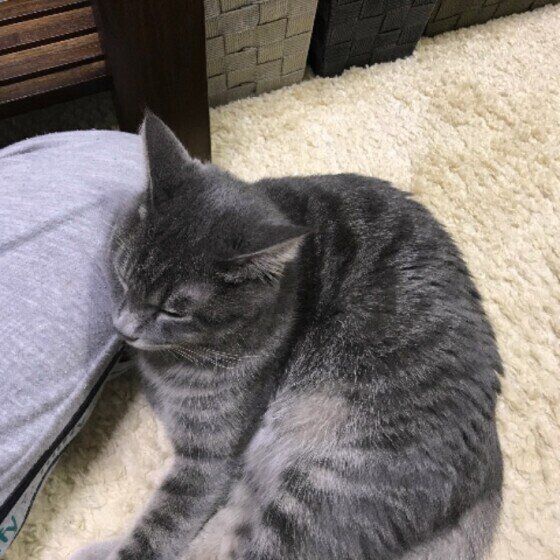 足にスリスリするサバトラ猫