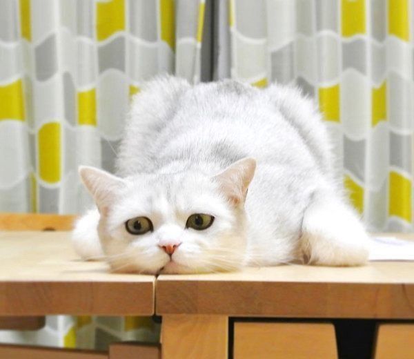 寝そべるスコティッシュフォールド