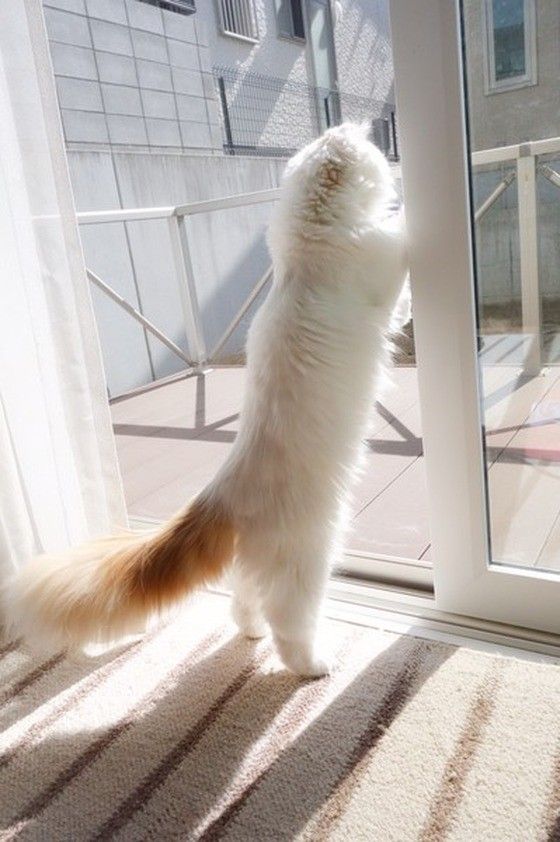 ふわふわなしっぽ