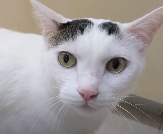 ねこ　チロさん