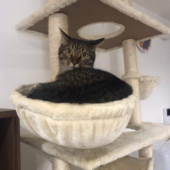 MIXキジトラのごまくん