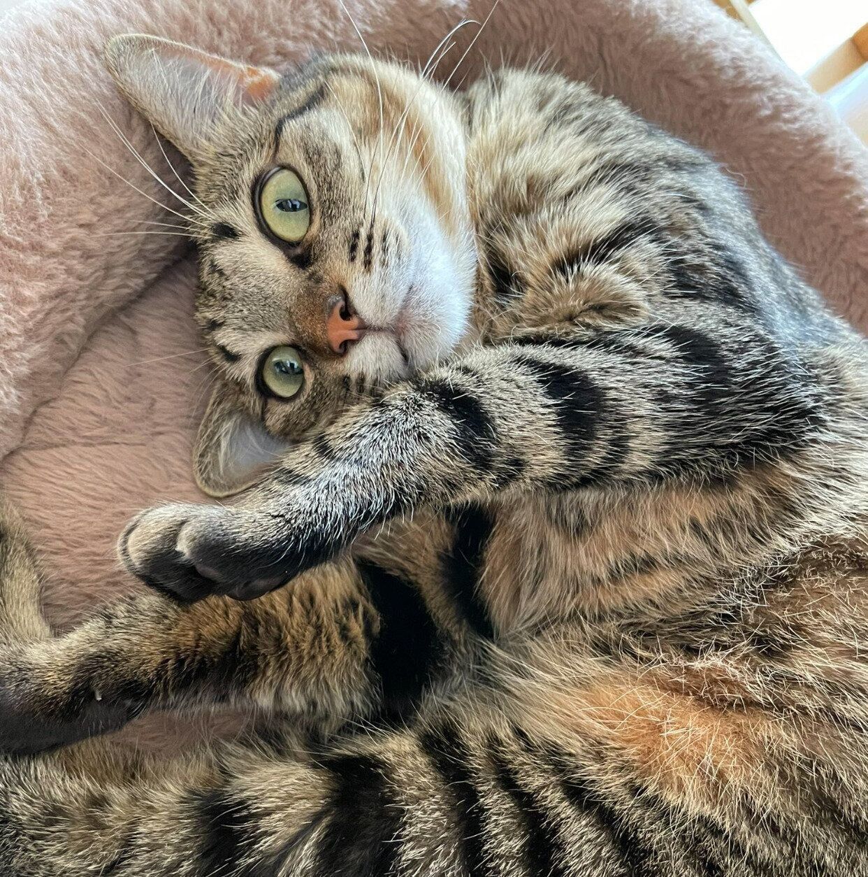 寝転がるすずちゃん