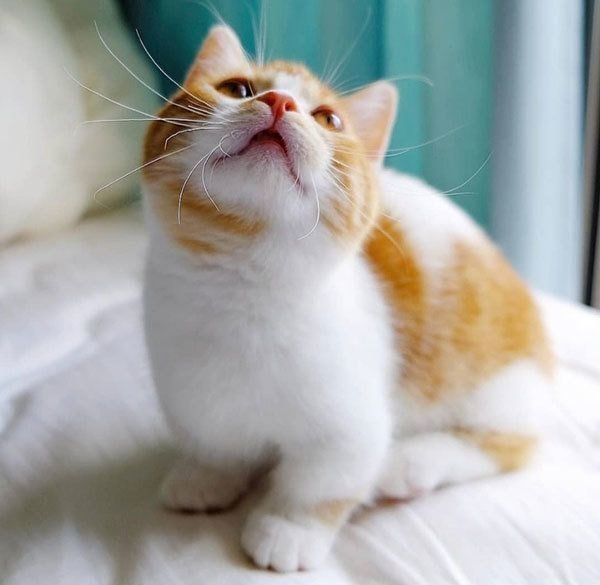 赤ちゃんのときのぱんだちゃん