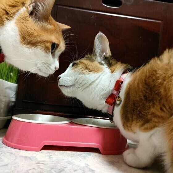 仲良くごはんを食べる茶トラのちゃあくん