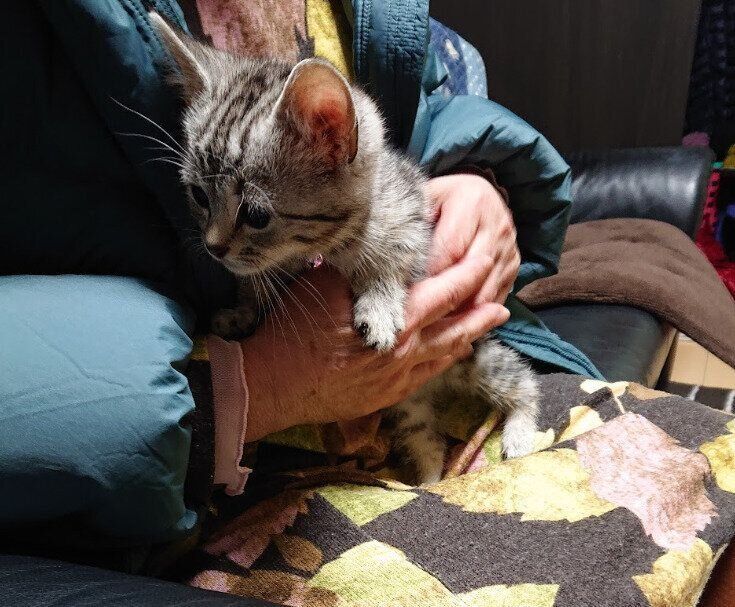 抱っこされているマンチカンの子猫