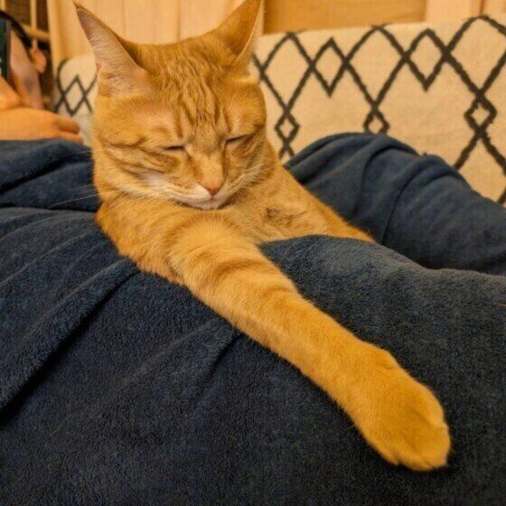 MIX茶トラ　ふく