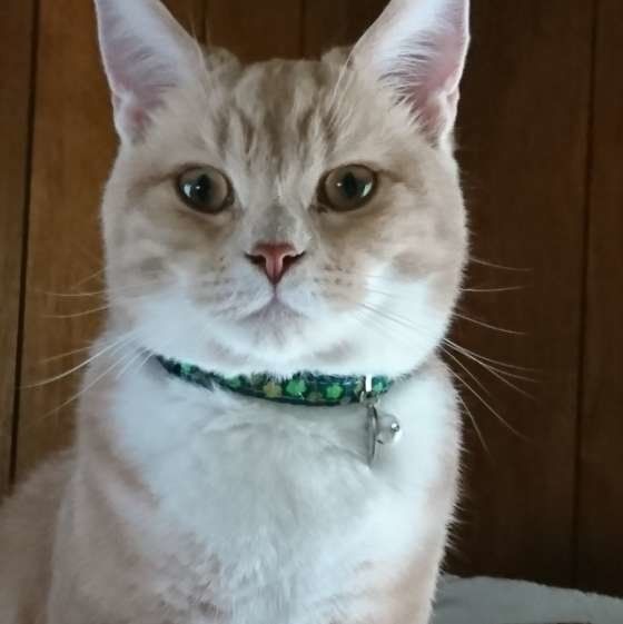 おすましするクッキーくん