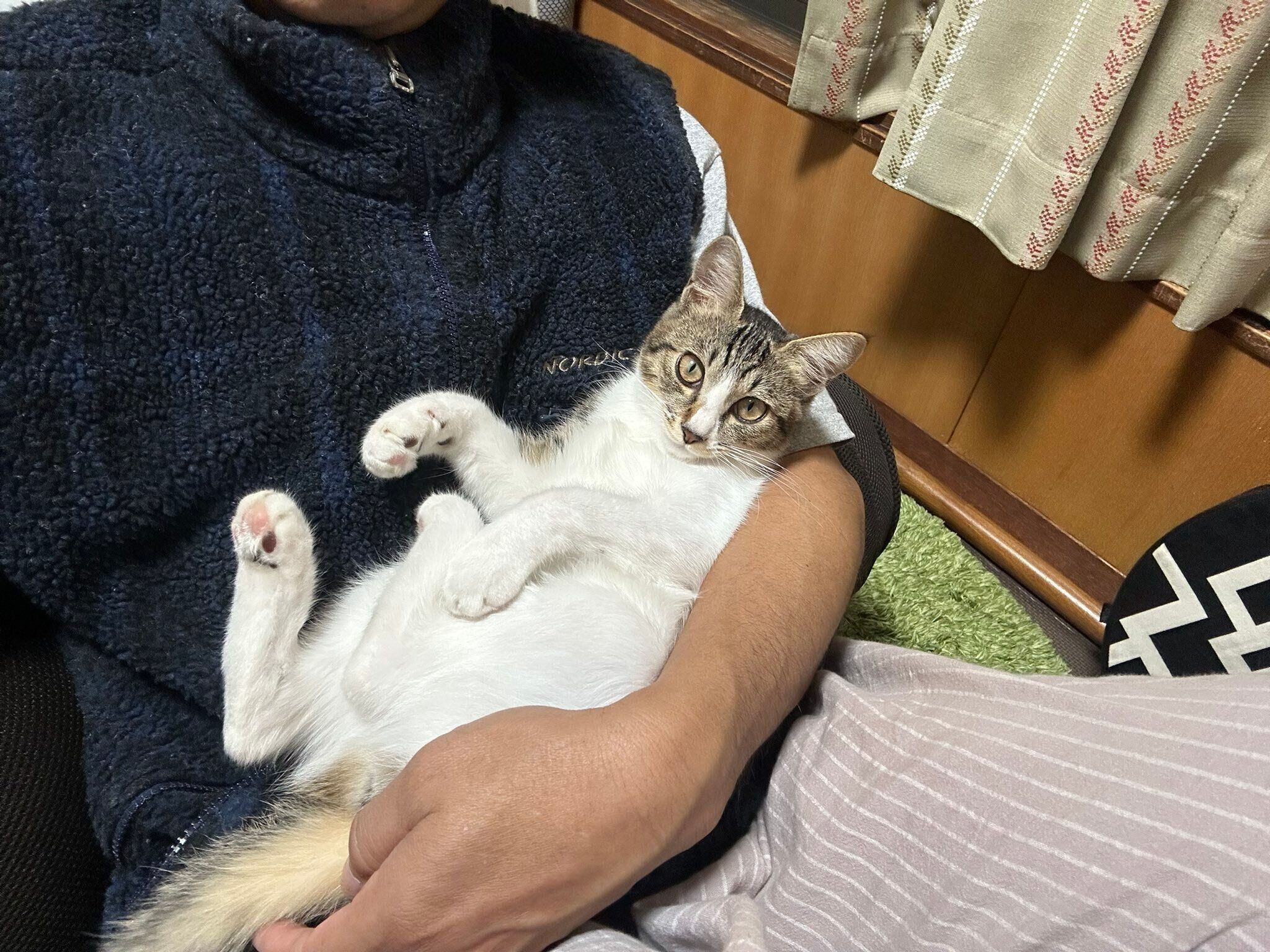 成長したサクラちゃん