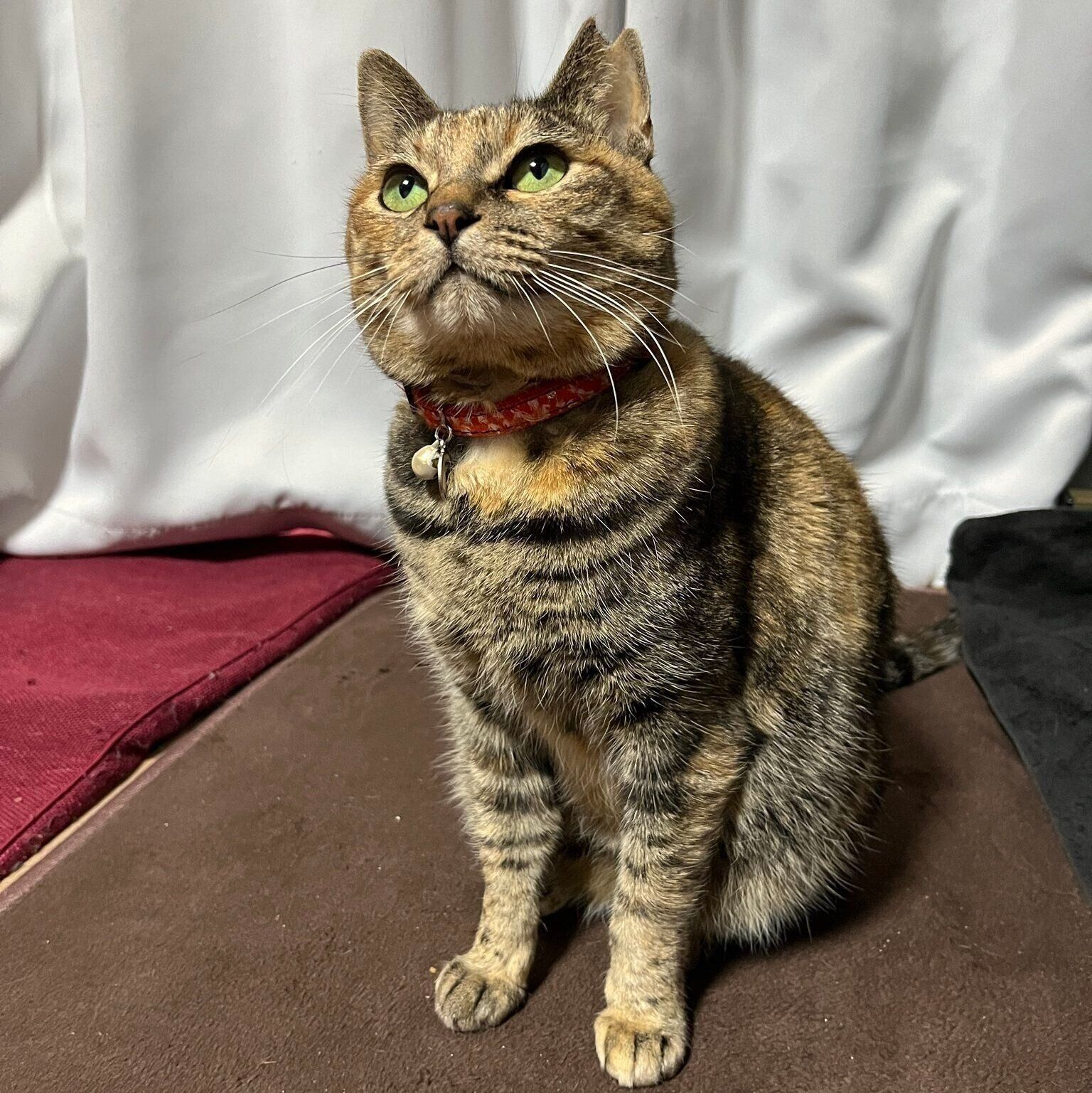 鳴かずに目で「おやつがほしい」とうったえるメルモちゃん