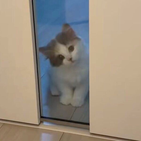飼い主さんを見つめるかもめちゃん
