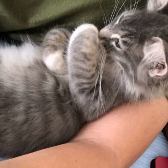 抱っこされているメインクーンの大和くん