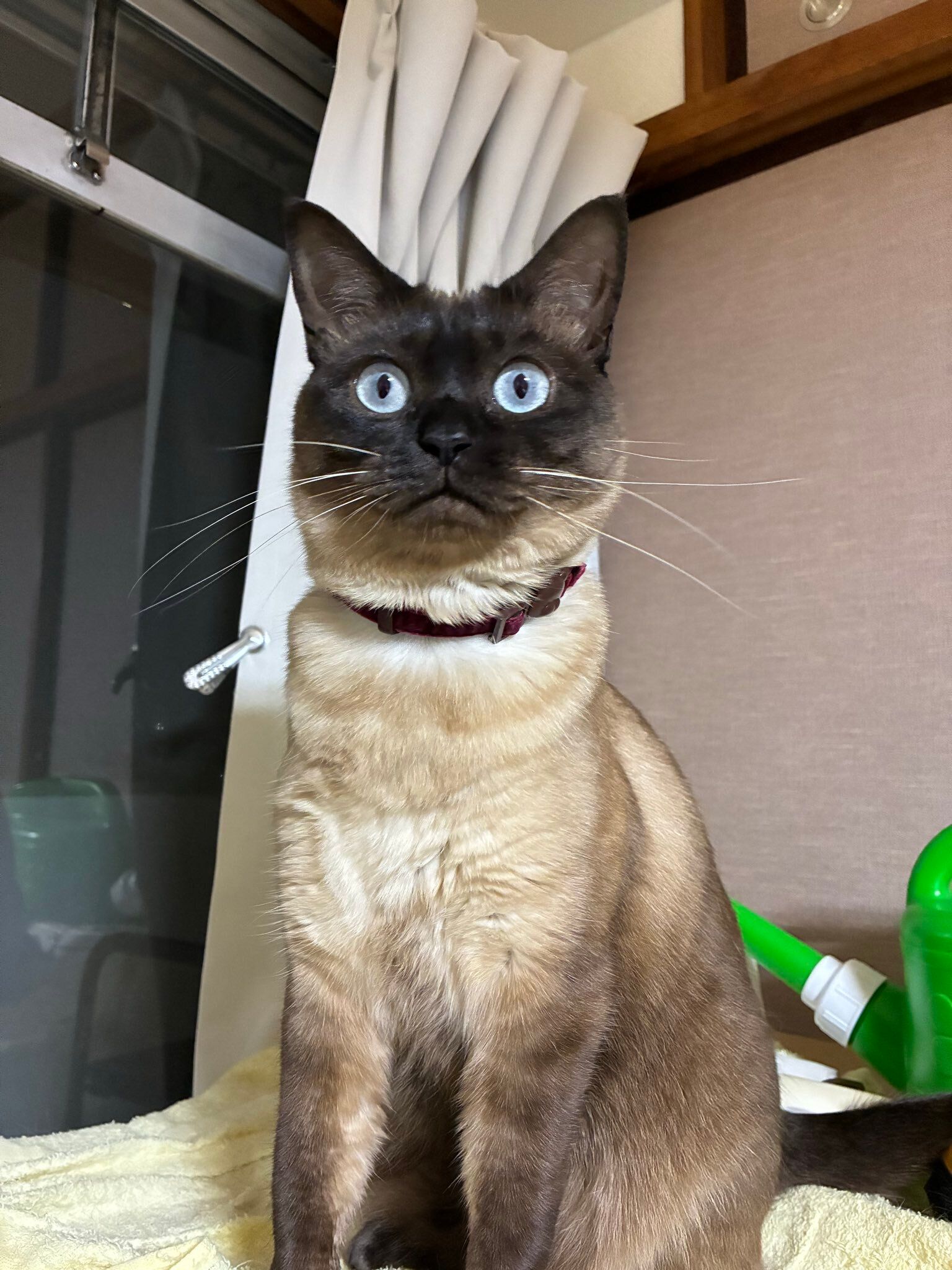 目を見開いて座っている猫