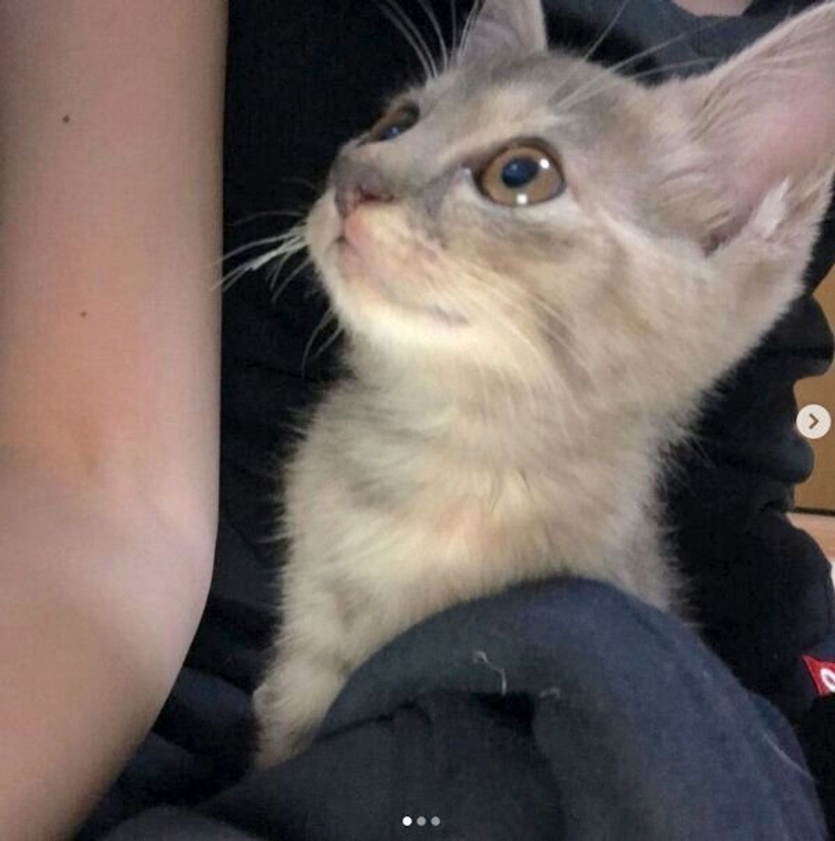 あの時気づいて本当によかった 車のエンジンルームにいた子猫 3年後 飼い主を気遣う優しいコに成長していた ねこのきもちweb Magazine