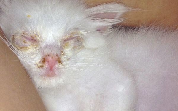 保護当時のネムちゃん