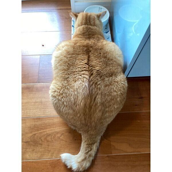 ごはんを食べるすずくん