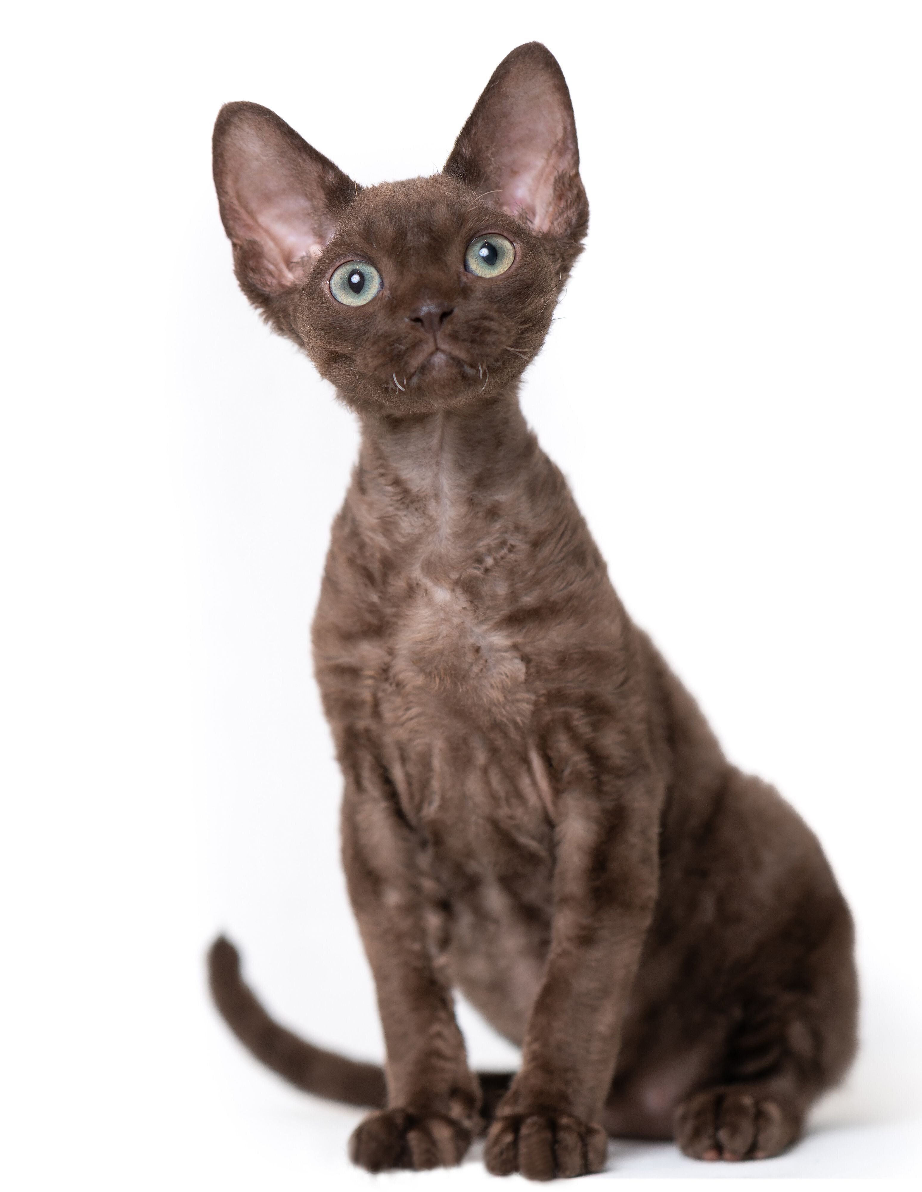 画像／2020年8月号「毛柄トリビア１０」