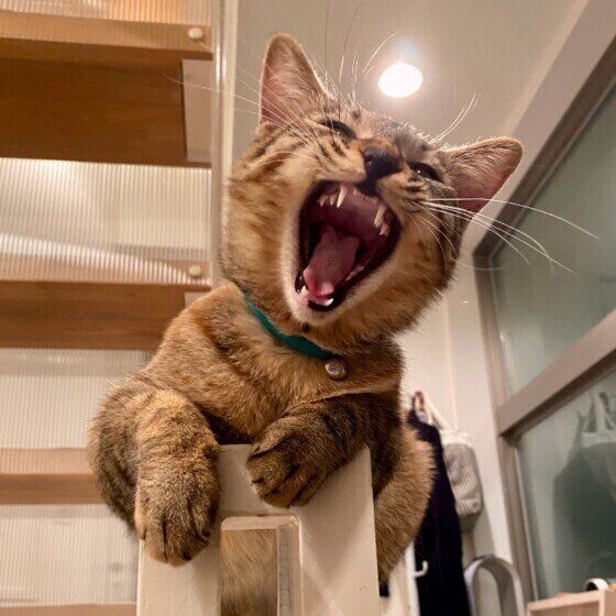 口を開けるキジトラ