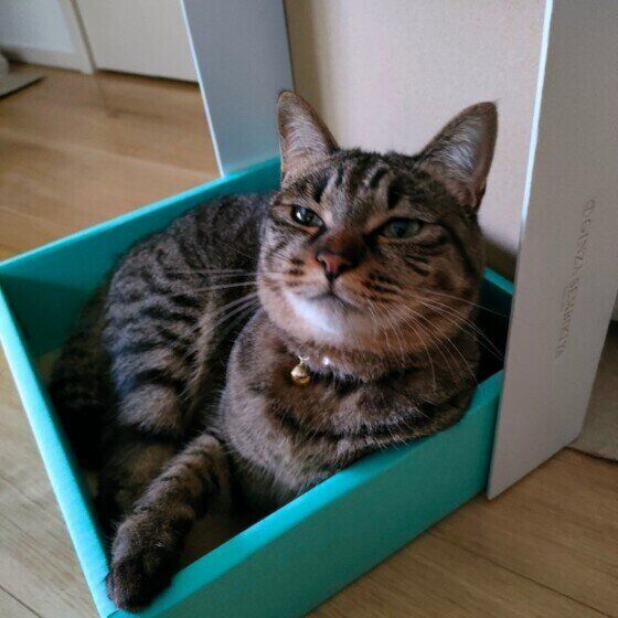 はるちゃん（MIX）