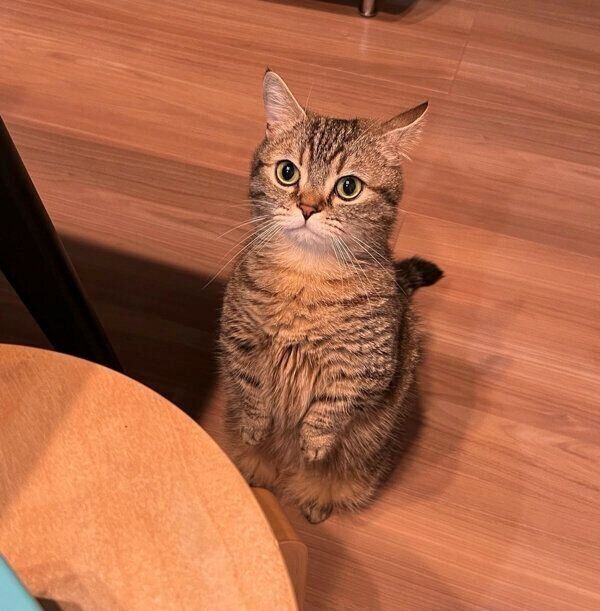 2本足で立つまるくん