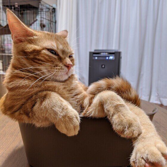 くつろぐスコティッシュフォールド