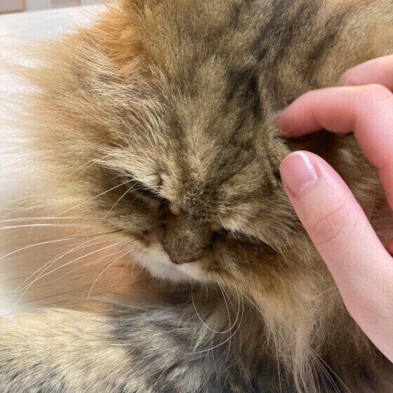 撫でられるペルシャ（オス）