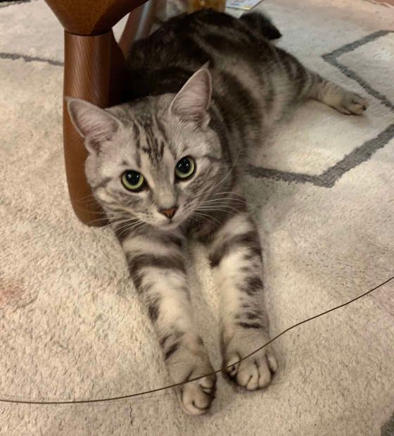 見つめるアメリカンショートヘア