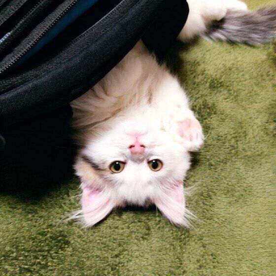 ミヌエットのたーちゃんくん