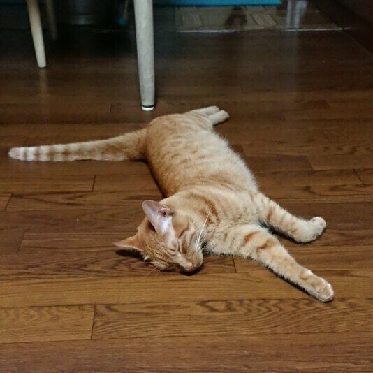 茶トラ猫のロビンちゃん