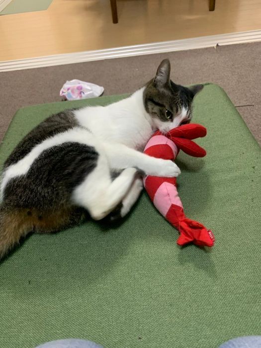 おもちゃで遊んでいる猫
