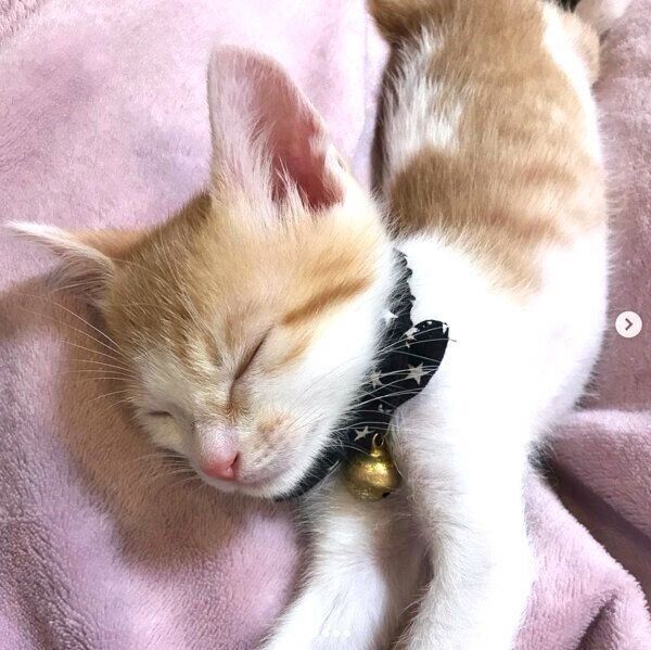 気持ちよさそうに眠るSUNちゃん