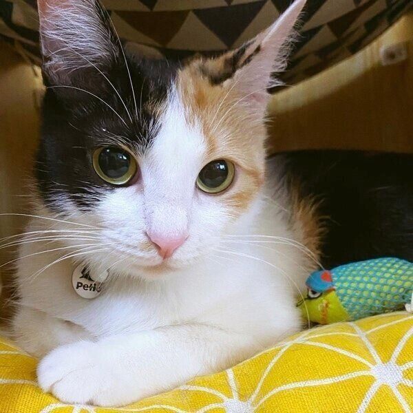 お迎え当初のみたらしちゃん