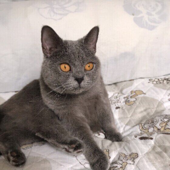 シャルトリューのベルちゃん♪