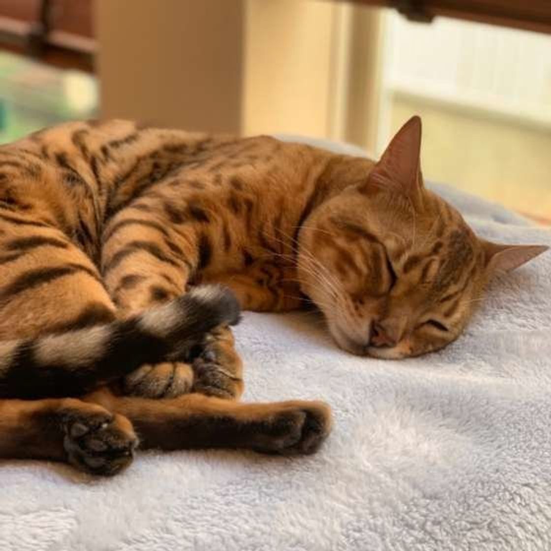 猫が 寝言 を言うのはどうしてなの ねこのきもちweb Magazine 猫が 寝言 を言うのはどうしてなの ねこのきもちweb Magazine