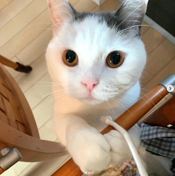 ヒモで遊ぶカツヲくん