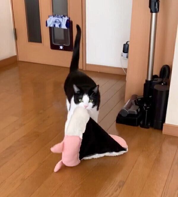 ベッドを運ぶもみじちゃん