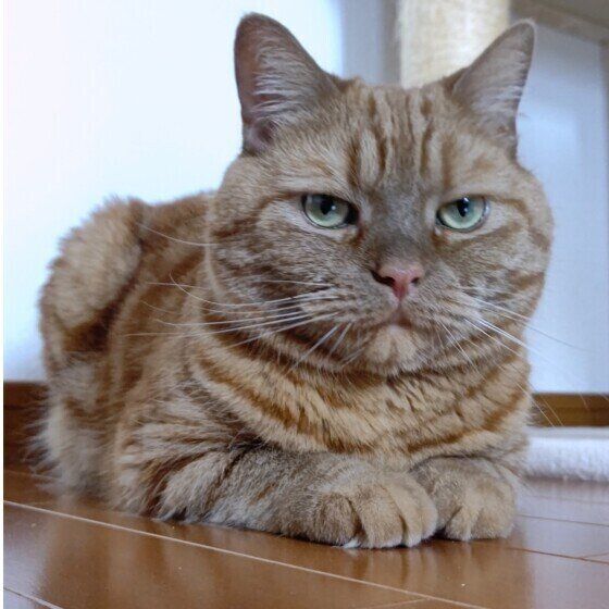 スフィンクス座りのアメリカンショートヘア