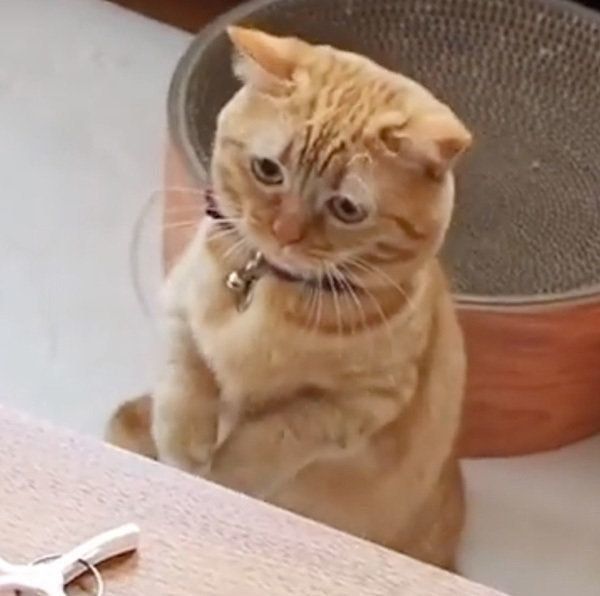 マンチカンのココちゃん