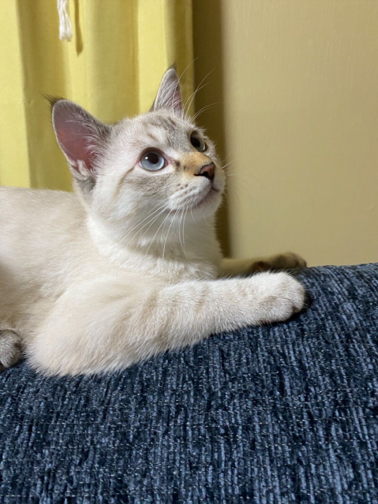 お迎えしたばかりのアクアくん　飼い主さんは「先代猫の生まれ変わりと信じている」そう