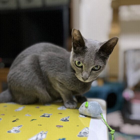 ロシアンブルーのサリーちゃん