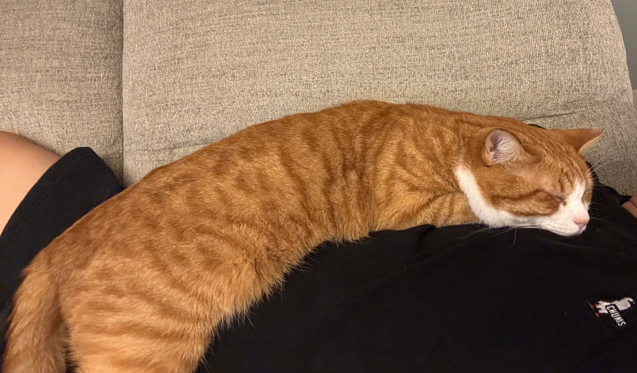 飼い主さんにくっつくいなりくん