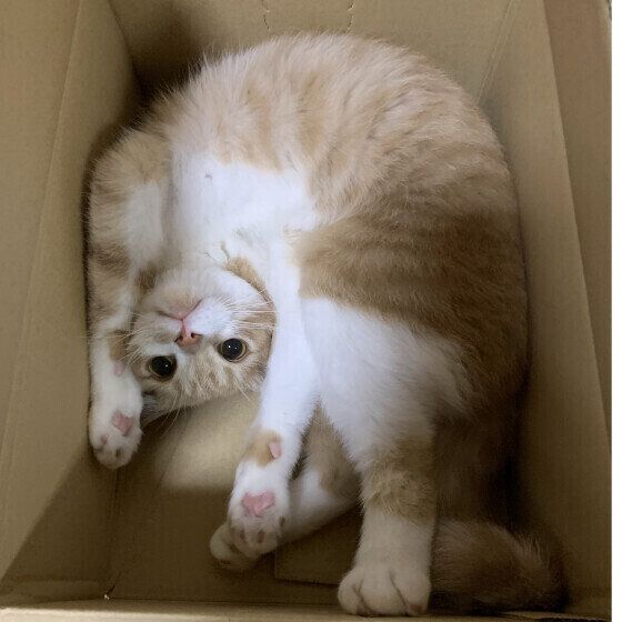 ミヌエットのうにくん