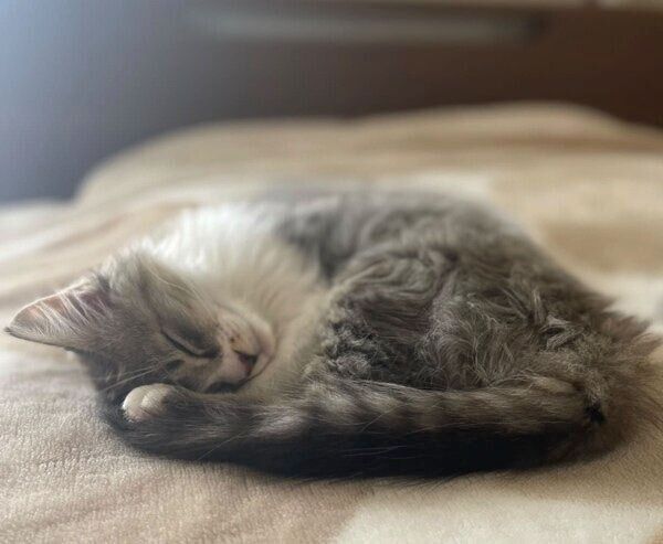 丸まって気持ち良さそうに眠るふわくん