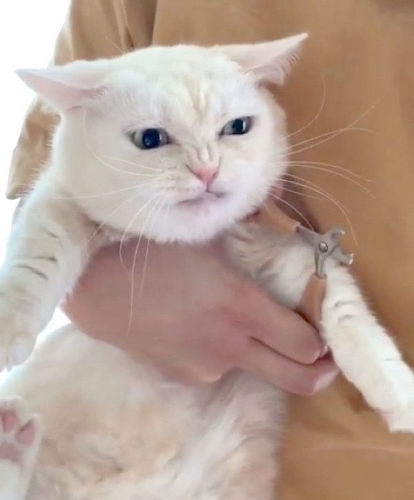 オコ顔をするマンチカン