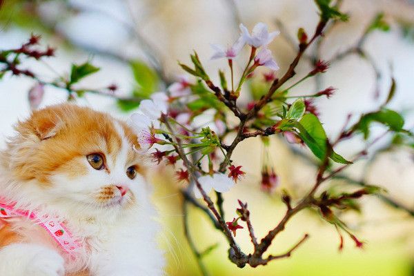 桜を見つめる猫