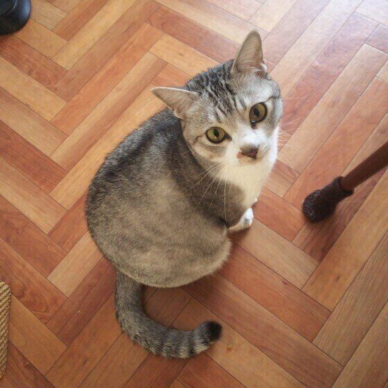 見つめるサバトラ