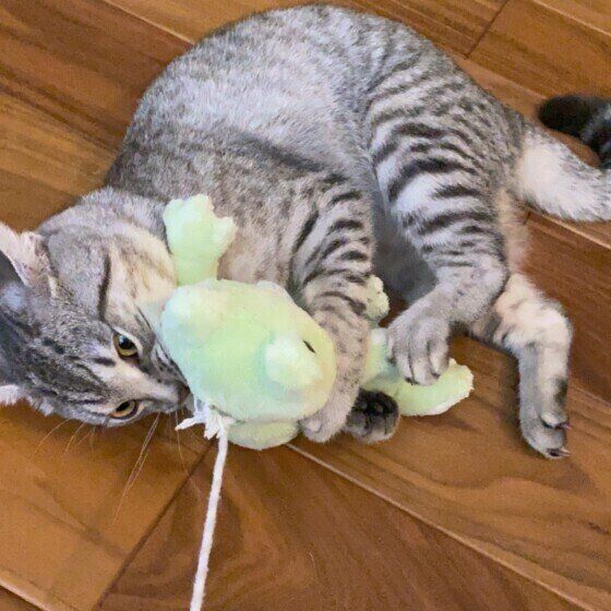 遊ぶマンチカン