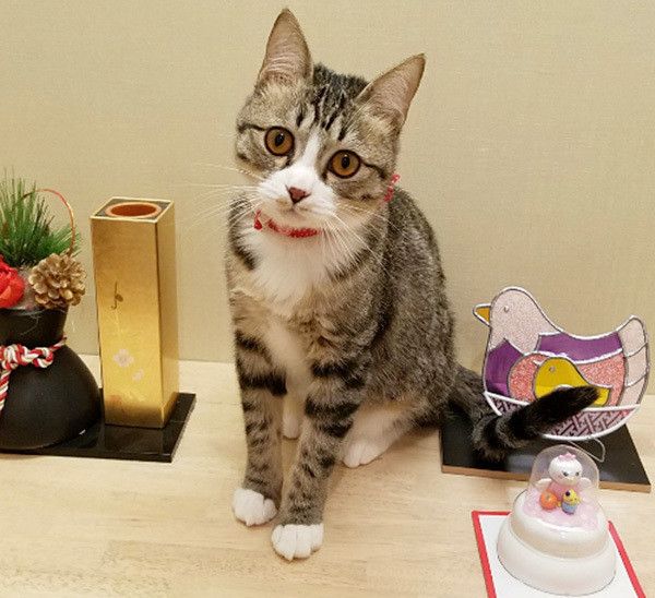 お正月を迎える猫