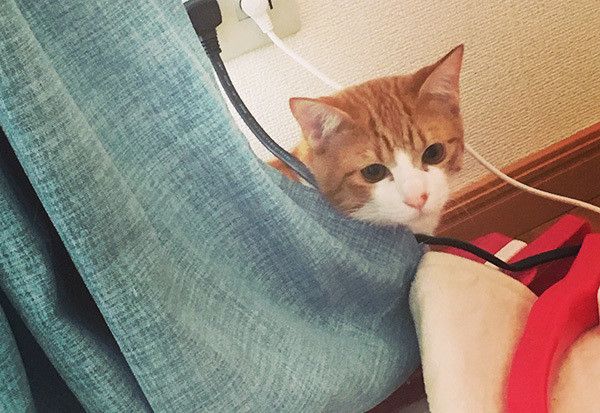 掃除機を怖がるニャンコ